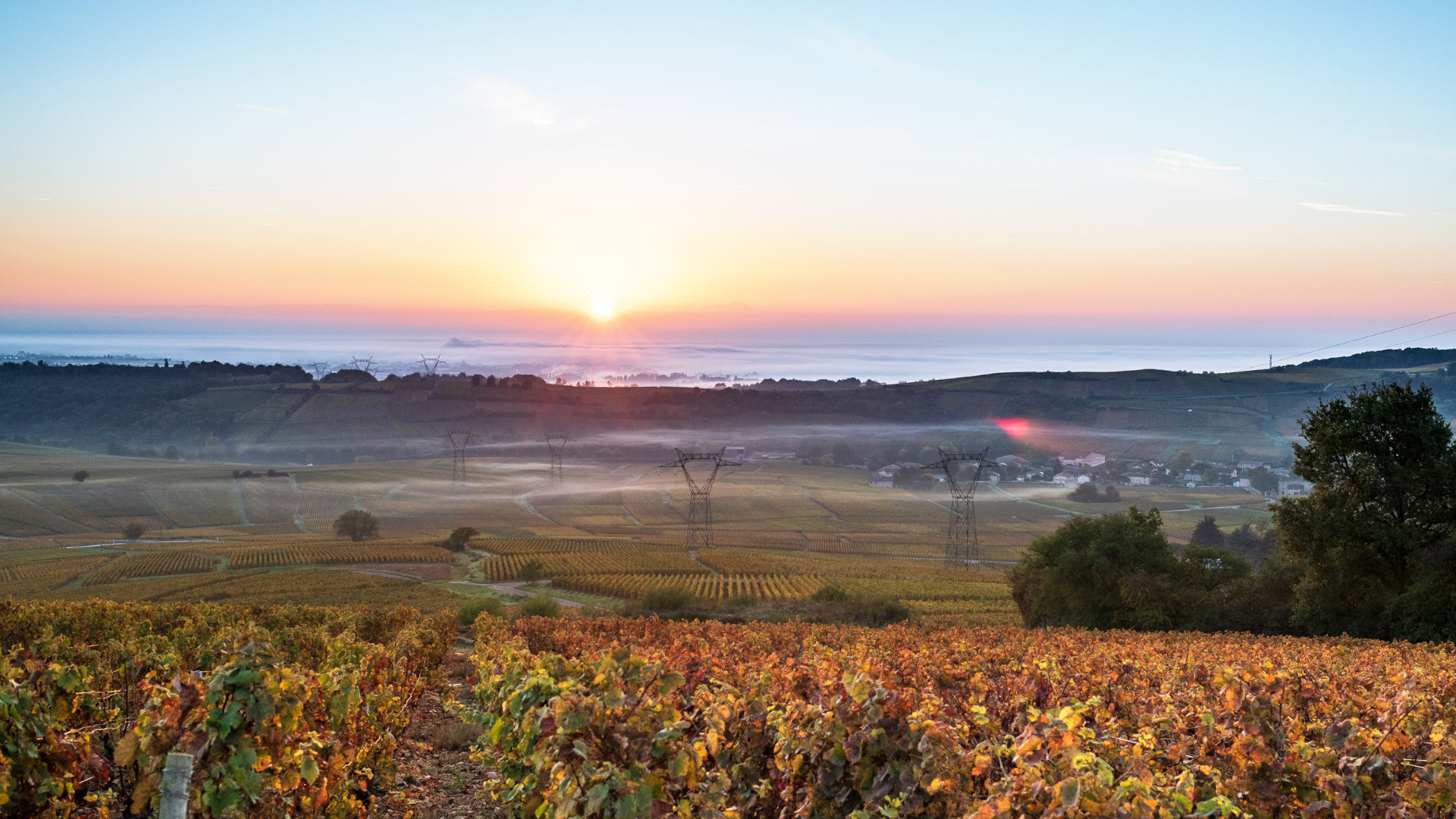 Domaine Sophie Cinier