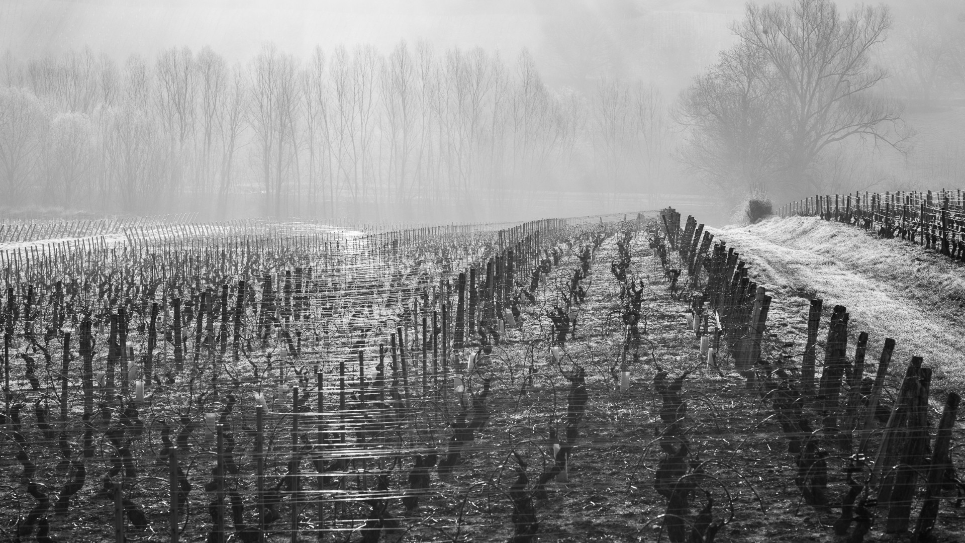 Domaine Sophie Cinier